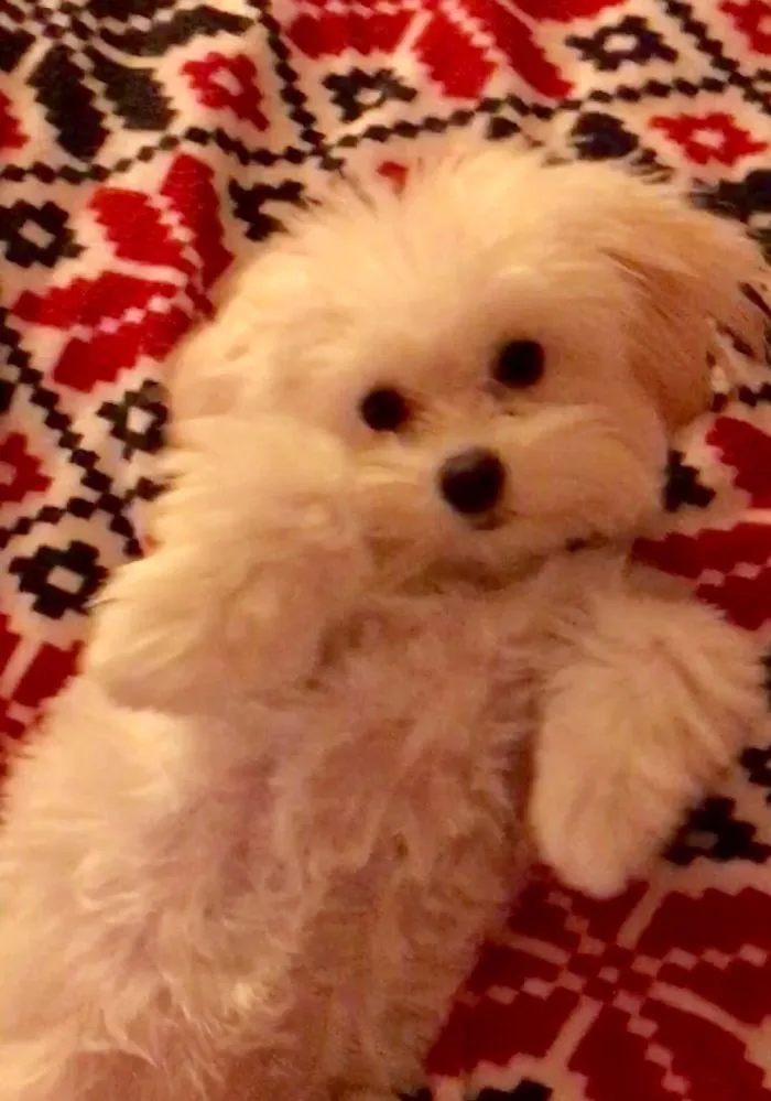 Ziggy