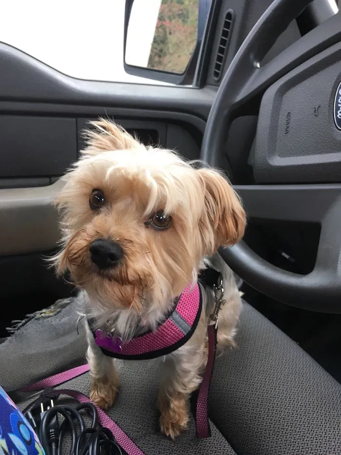 My Little Yorkie, Sweetpea