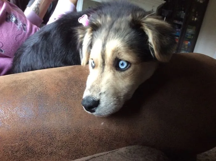 My Dog Does Not Understand Television So She Looks Outside Instead!