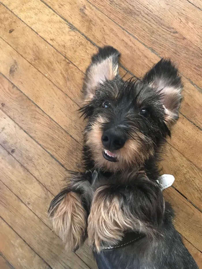 Meet Nessie, 6 Months Wirehaired Dachshund.