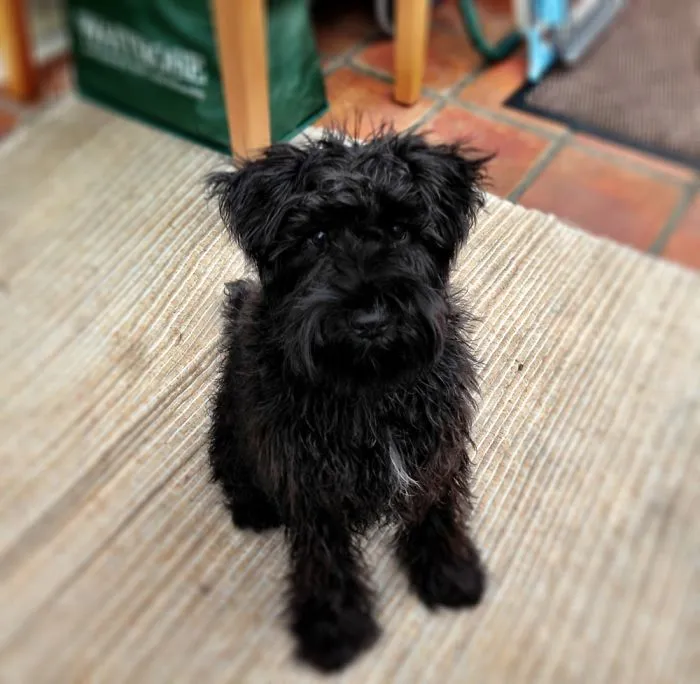 Our Mini Schnauzer, Crumpet, Before She Was Groomed For The Very First Time.