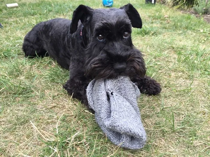 Crumpet The Mini Schnauzer Getting Busted For Stealing My Husband’s Beanie Off His Head