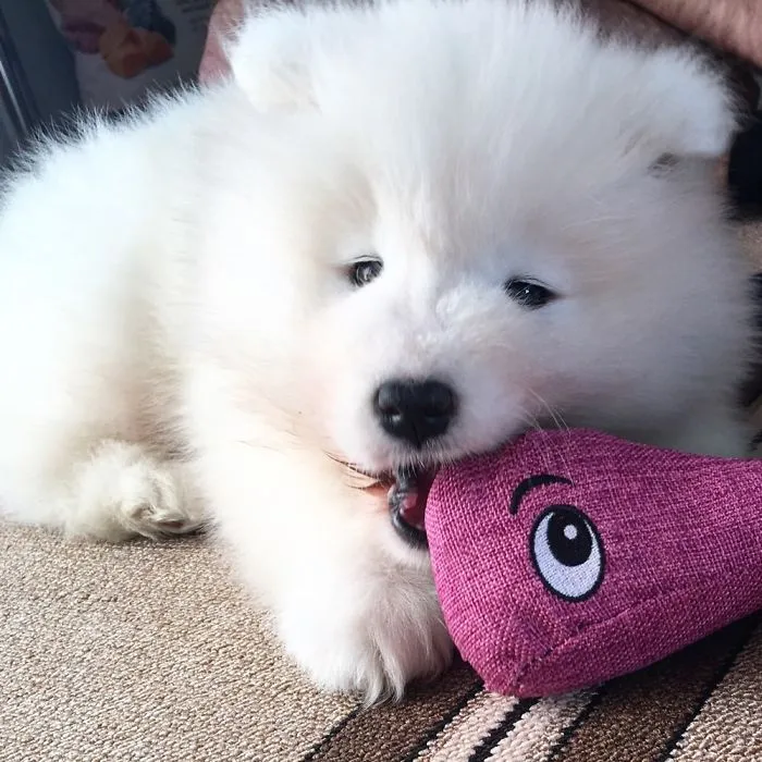 Our Fluffy Grace :)