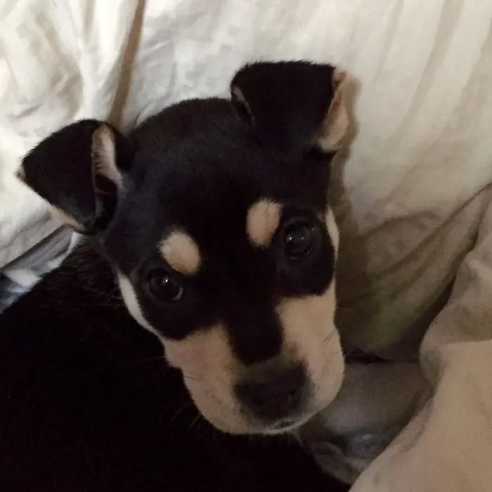 This Is Piper Pupper!!