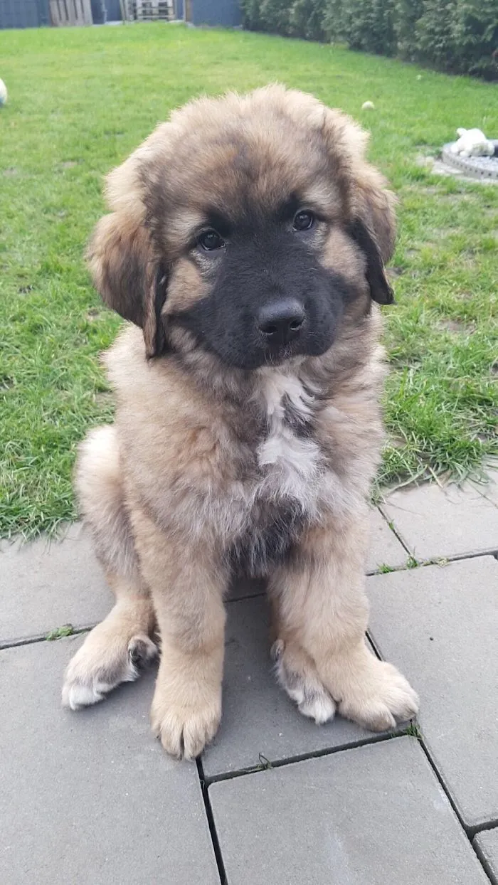 Our Caucasian Owtscharka, The Day After She Moved In With Us. (6 Weeks Old)