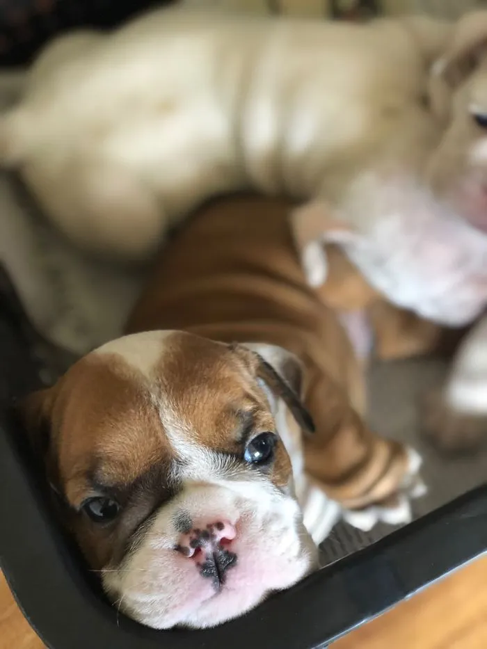 1 Month Old Bucky