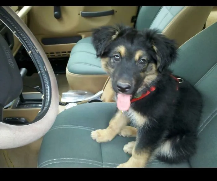 My Sweet Rescue Kodi Bear As A Puppy ❤️❤️