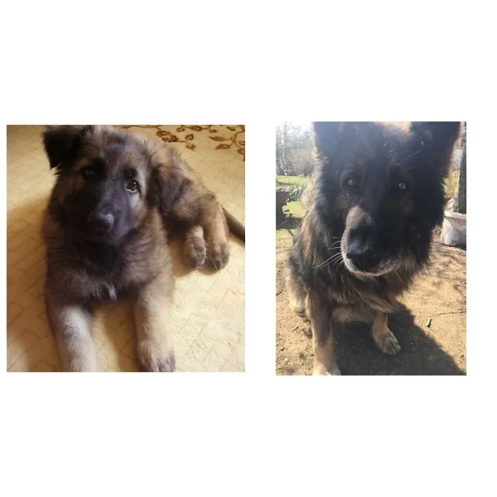12, But Still The Cutest Puppy