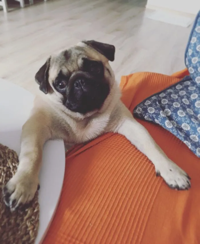 That’s My Couple Months Old Pug Called Frank