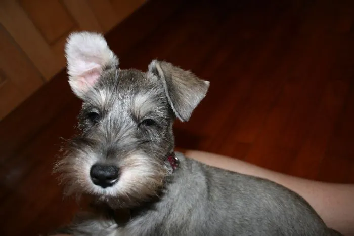 Pepper Was About 4 Months Here. She’s Wasn’t Impressed That I Used Flash To Take This Photo! 😆