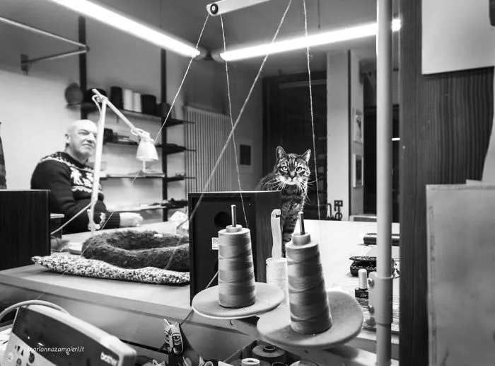 Pepe At The Tailoring