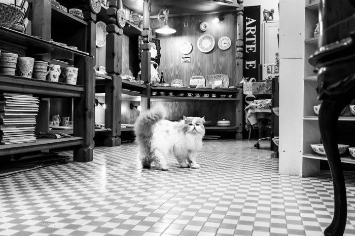 Dias At The Pottery Shop