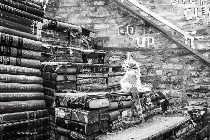 Ziggy At The Bookshop