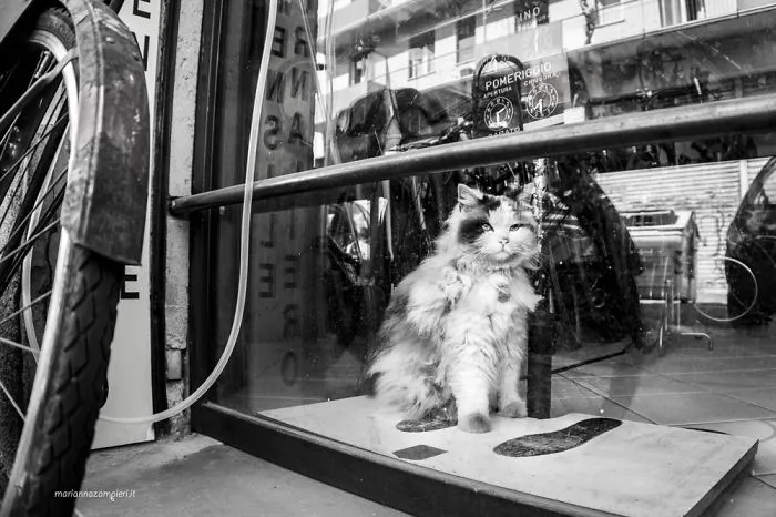 Baffo At The Bike Shop