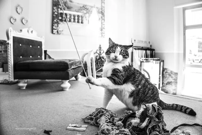 Nappo At The Upholstery