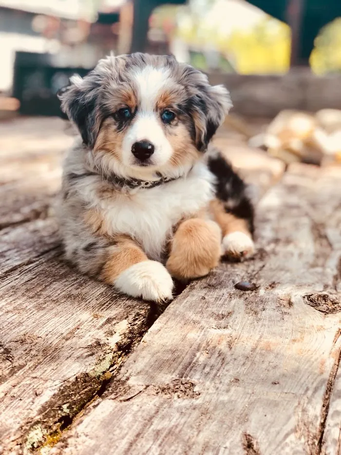 Chloe, 9 Weeks Old.
