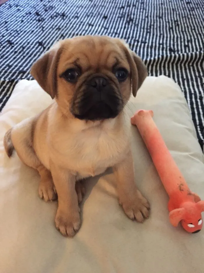 My Pup Frankie