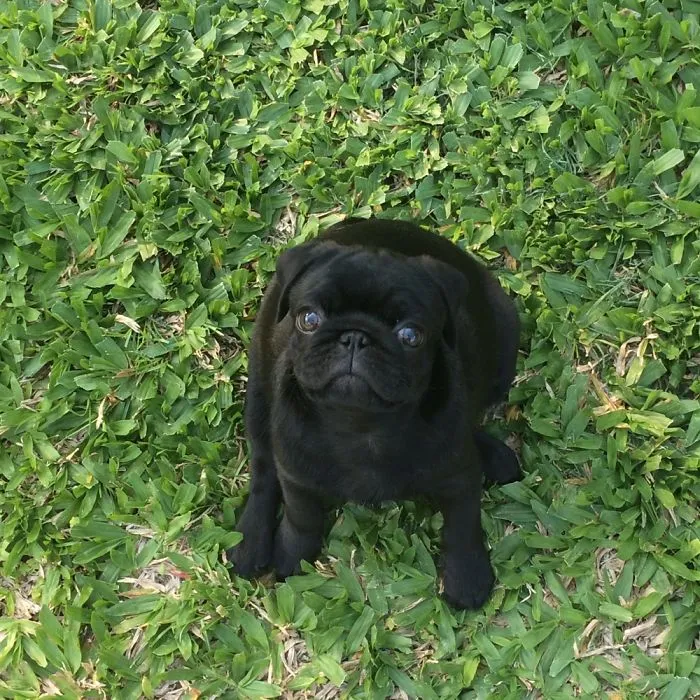 Piñón The Pug! 🤗