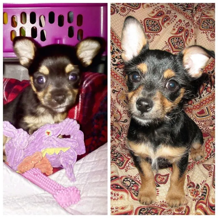 My Tovía At 5 Weeks, And At 12 Weeks!