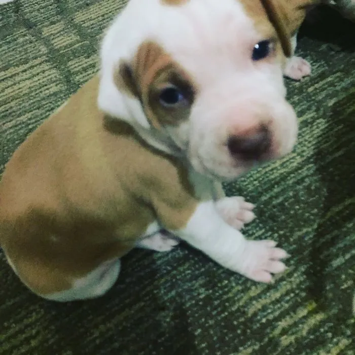 Soo Cute Puppy