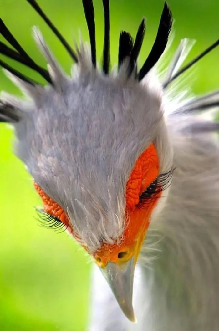 Beautiful Birds