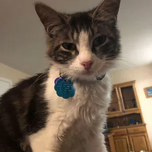 Catlover5