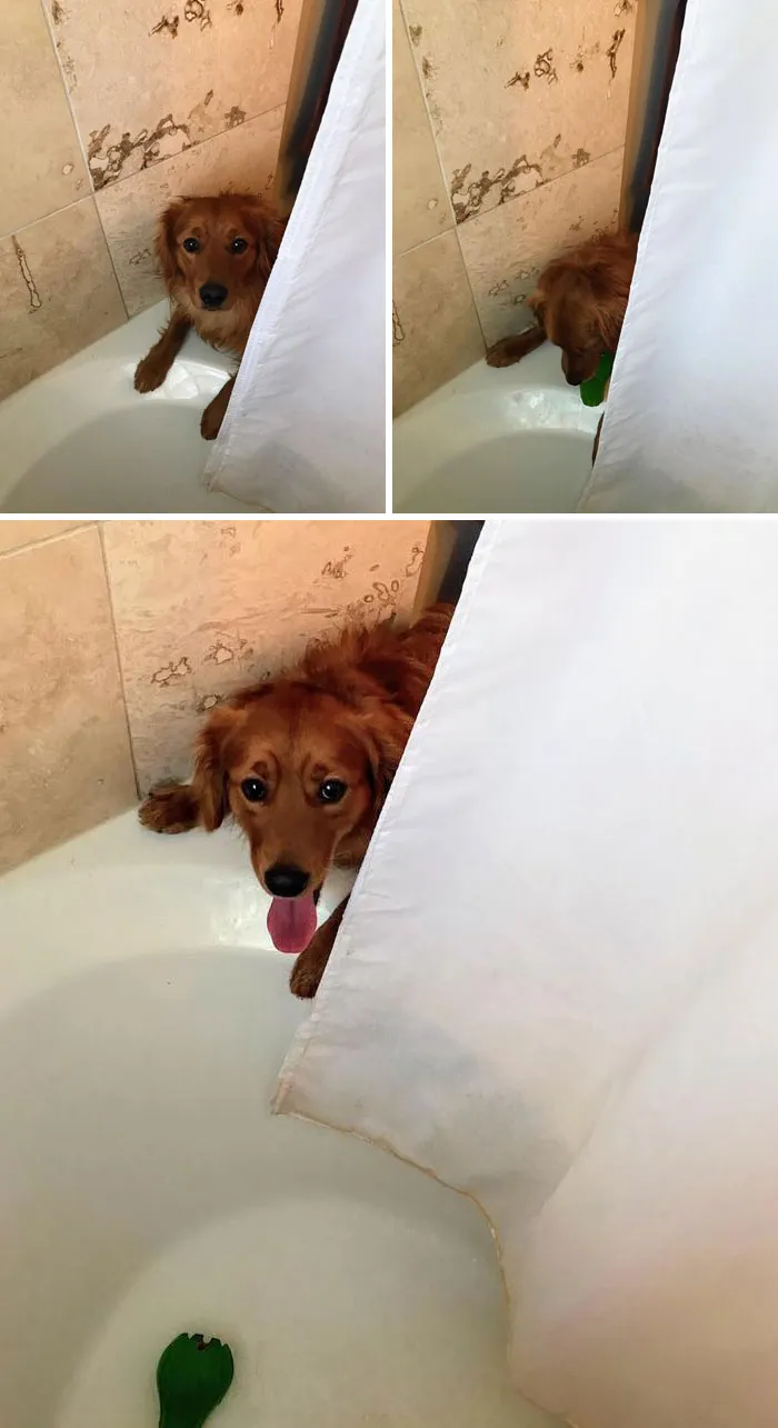Every Time I'm In The Shower My Dog Stares At Me, With A Worried Look. He Must Assume I'm Upset In Here (Because He Hates Baths). So, He Thinks If He Drops His Toy In, That I'll Feel Better!”