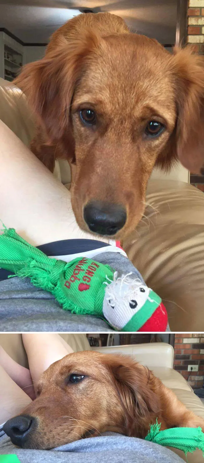 My Girlfriend's Dog Knew She Was Feeling Unwell So She Brought Her A Toy