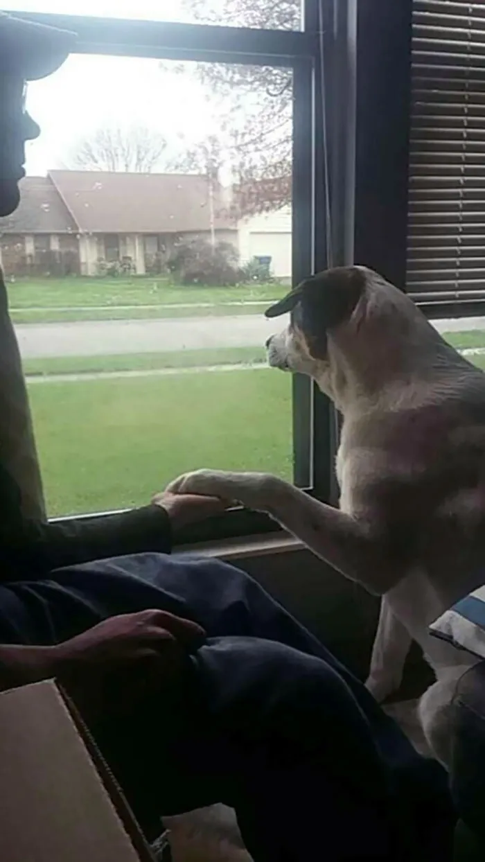 My Service Dog Is Trained To Respond To Anxiety. One Of The Ways He Responds Is By Making You Hold His Paw