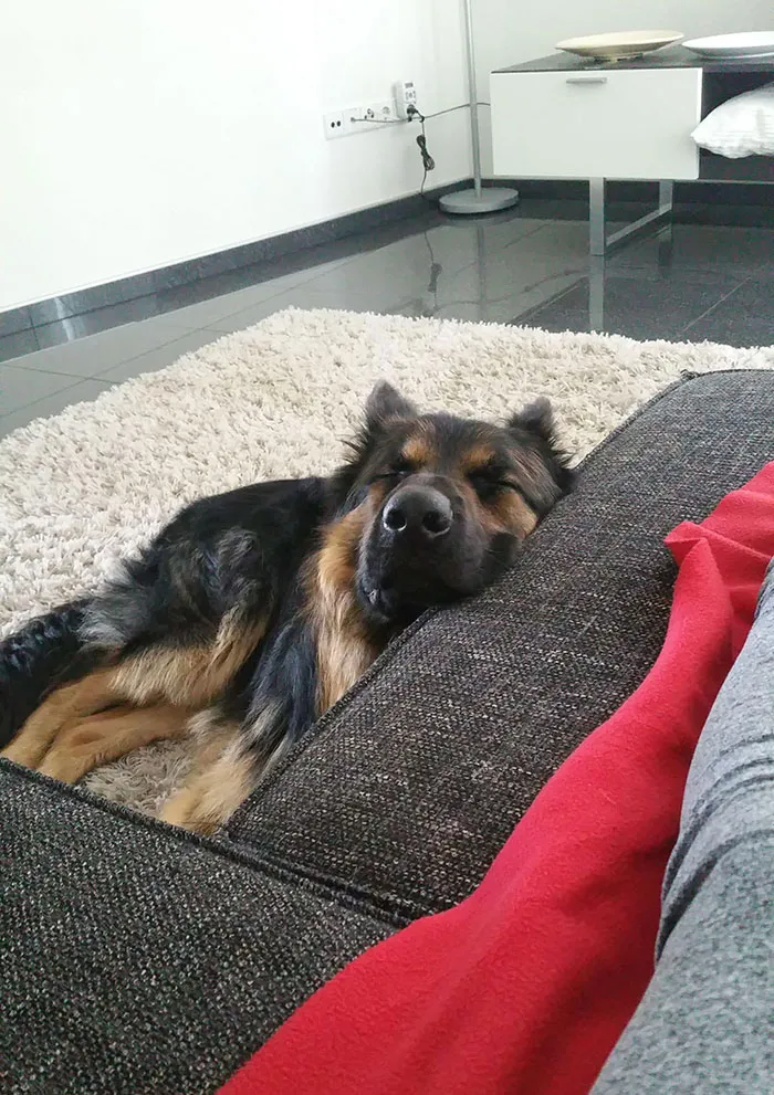 Mi perro me cuida cuando estoy enfermo y solo duerme cuando yo duermo