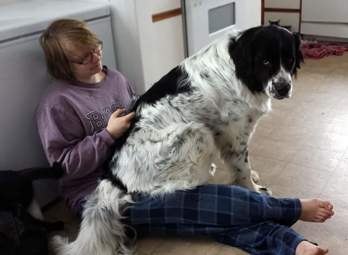 Está embarazada y no se siente bien. El perro cree que ayuda