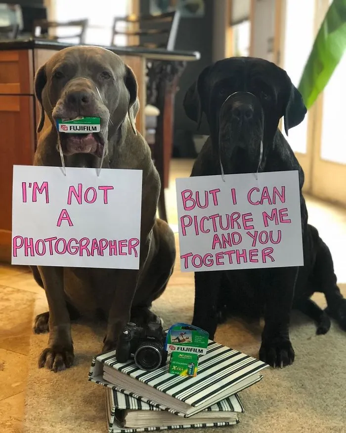 These Two Mastiffs Are The Cheesiest Couple, And We Can't Get Enough Of Their One-Liners