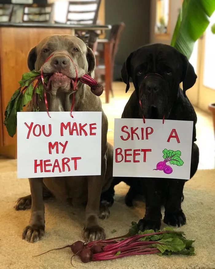 These Two Mastiffs Are The Cheesiest Couple, And We Can't Get Enough Of Their One-Liners