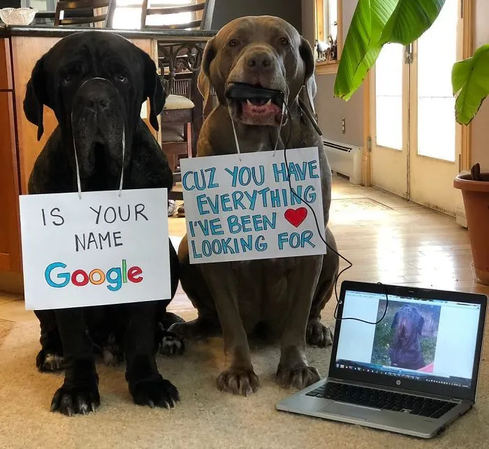 These Two Mastiffs Are The Cheesiest Couple, And We Can't Get Enough Of Their One-Liners