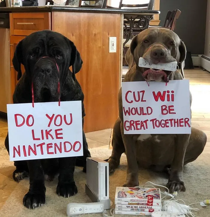 These Two Mastiffs Are The Cheesiest Couple, And We Can't Get Enough Of Their One-Liners