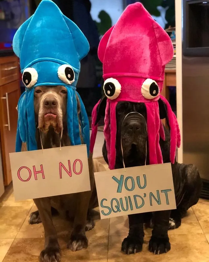 These Two Mastiffs Are The Cheesiest Couple, And We Can't Get Enough Of Their One-Liners