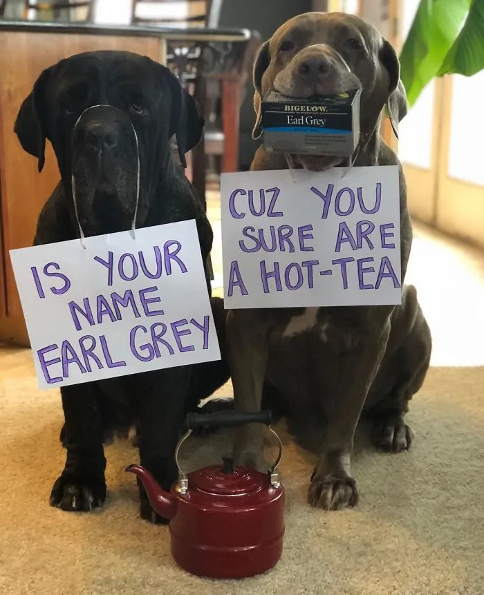 These Two Mastiffs Are The Cheesiest Couple, And We Can't Get Enough Of Their One-Liners