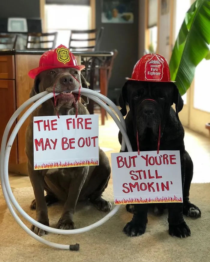 These Two Mastiffs Are The Cheesiest Couple, And We Can't Get Enough Of Their One-Liners