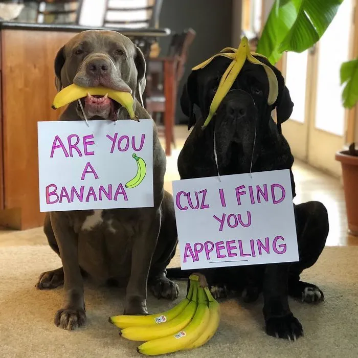 These Two Mastiffs Are The Cheesiest Couple, And We Can't Get Enough Of Their One-Liners