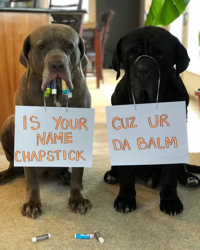 These Two Mastiffs Are The Cheesiest Couple, And We Can't Get Enough Of Their One-Liners