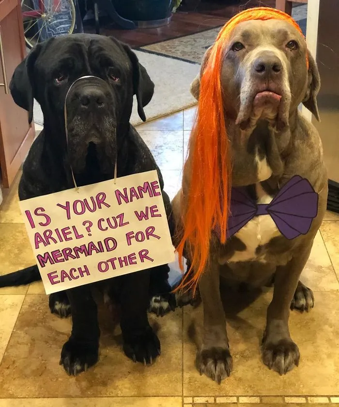 These Two Mastiffs Are The Cheesiest Couple, And We Can't Get Enough Of Their One-Liners