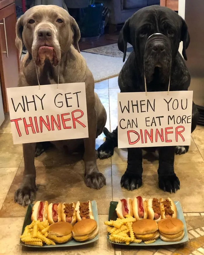 These Two Mastiffs Are The Cheesiest Couple, And We Can't Get Enough Of Their One-Liners