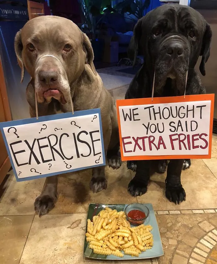 These Two Mastiffs Are The Cheesiest Couple, And We Can't Get Enough Of Their One-Liners