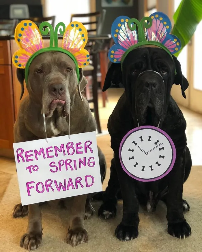 These Two Mastiffs Are The Cheesiest Couple, And We Can't Get Enough Of Their One-Liners