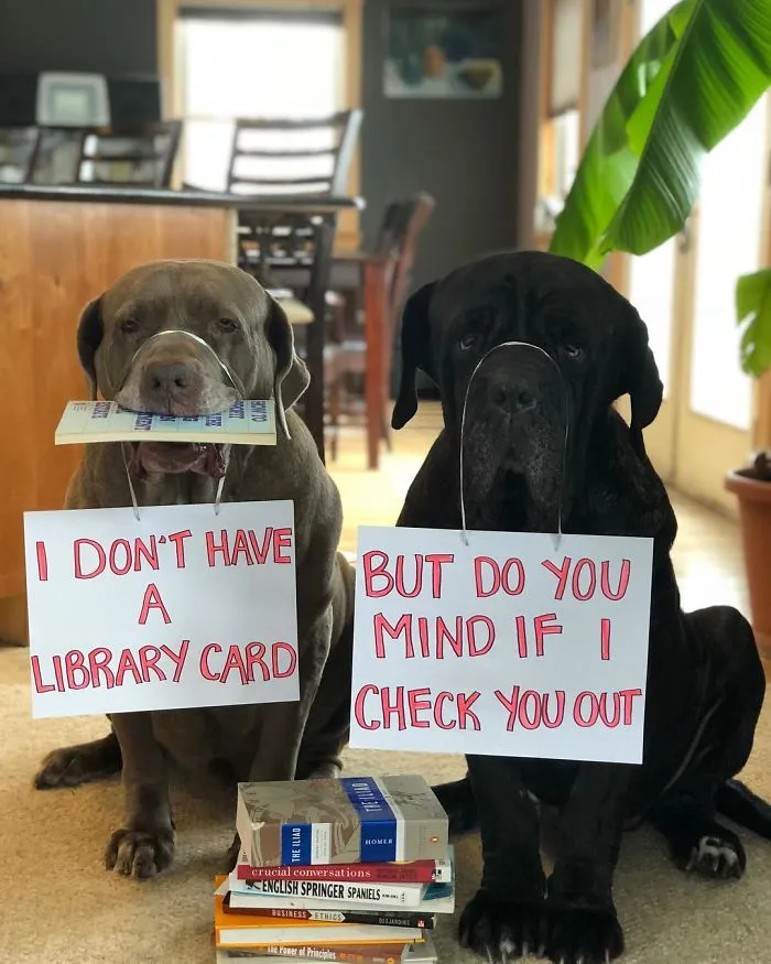 These Two Mastiffs Are The Cheesiest Couple, And We Can't Get Enough Of Their One-Liners