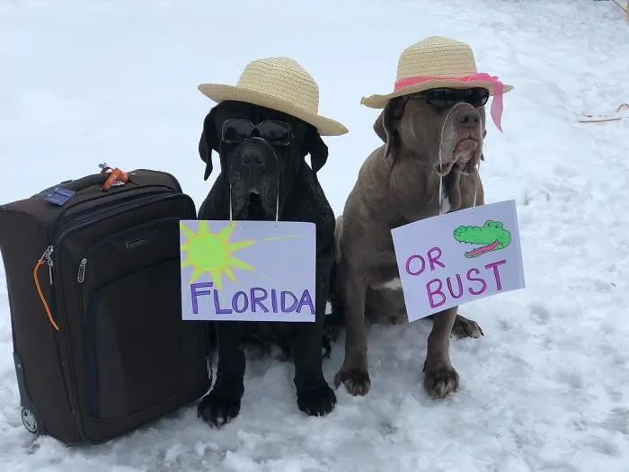 These Two Mastiffs Are The Cheesiest Couple, And We Can't Get Enough Of Their One-Liners