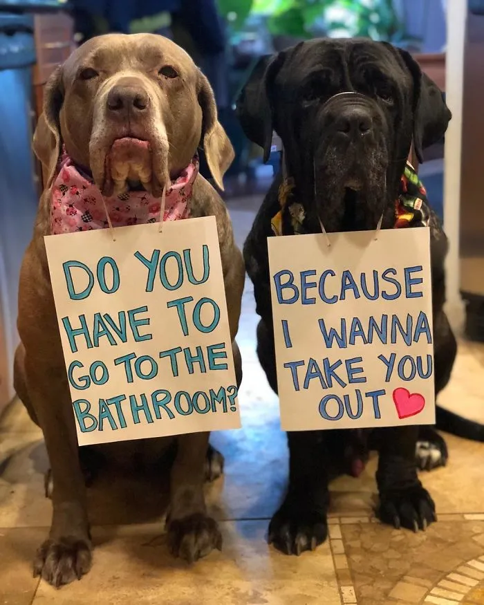 These Two Mastiffs Are The Cheesiest Couple, And We Can't Get Enough Of Their One-Liners