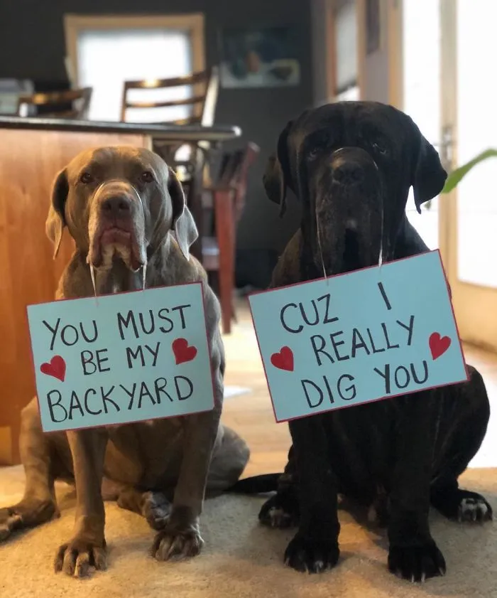 These Two Mastiffs Are The Cheesiest Couple, And We Can't Get Enough Of Their One-Liners