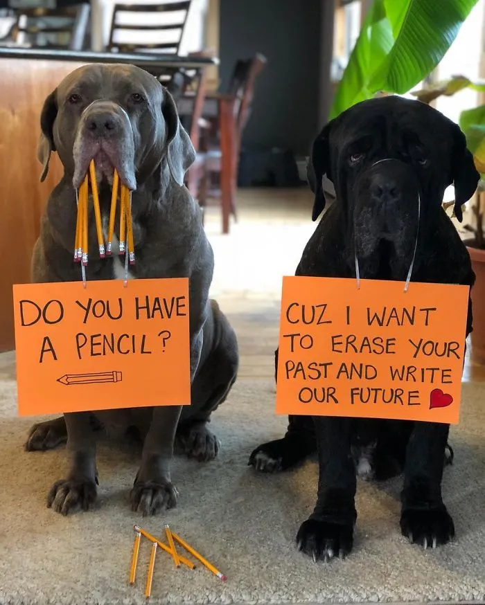 These Two Mastiffs Are The Cheesiest Couple, And We Can't Get Enough Of Their One-Liners