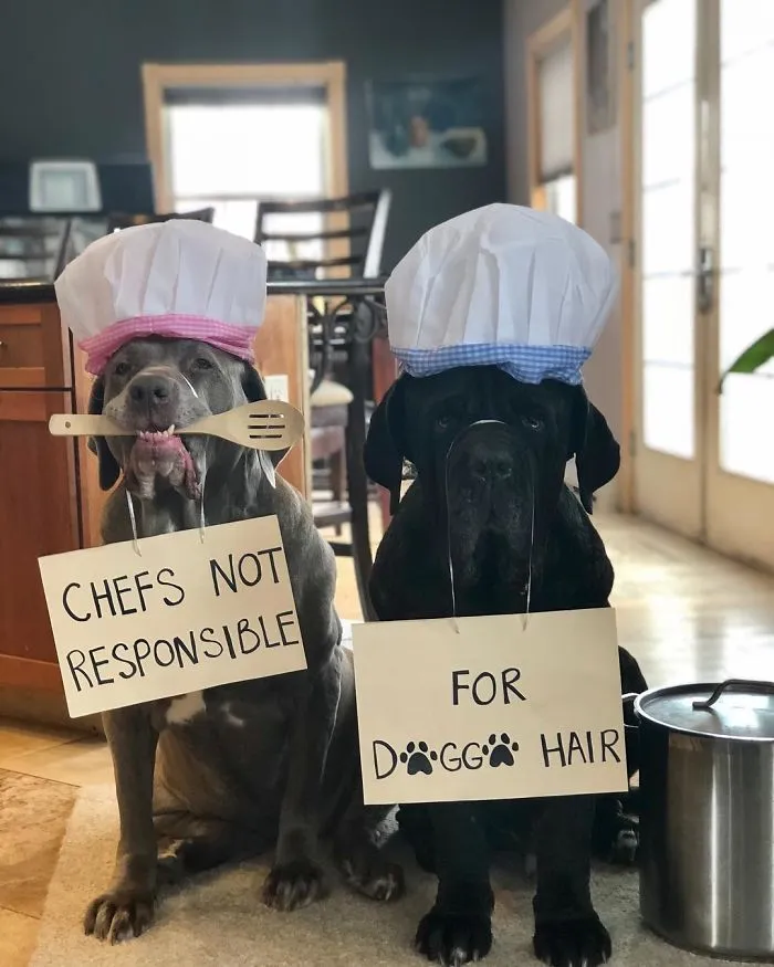 These Two Mastiffs Are The Cheesiest Couple, And We Can't Get Enough Of Their One-Liners